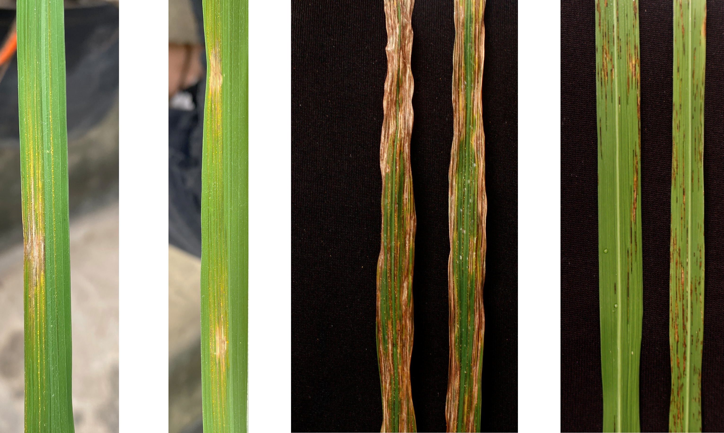 Bacterial leaf streak disease resistance genes.