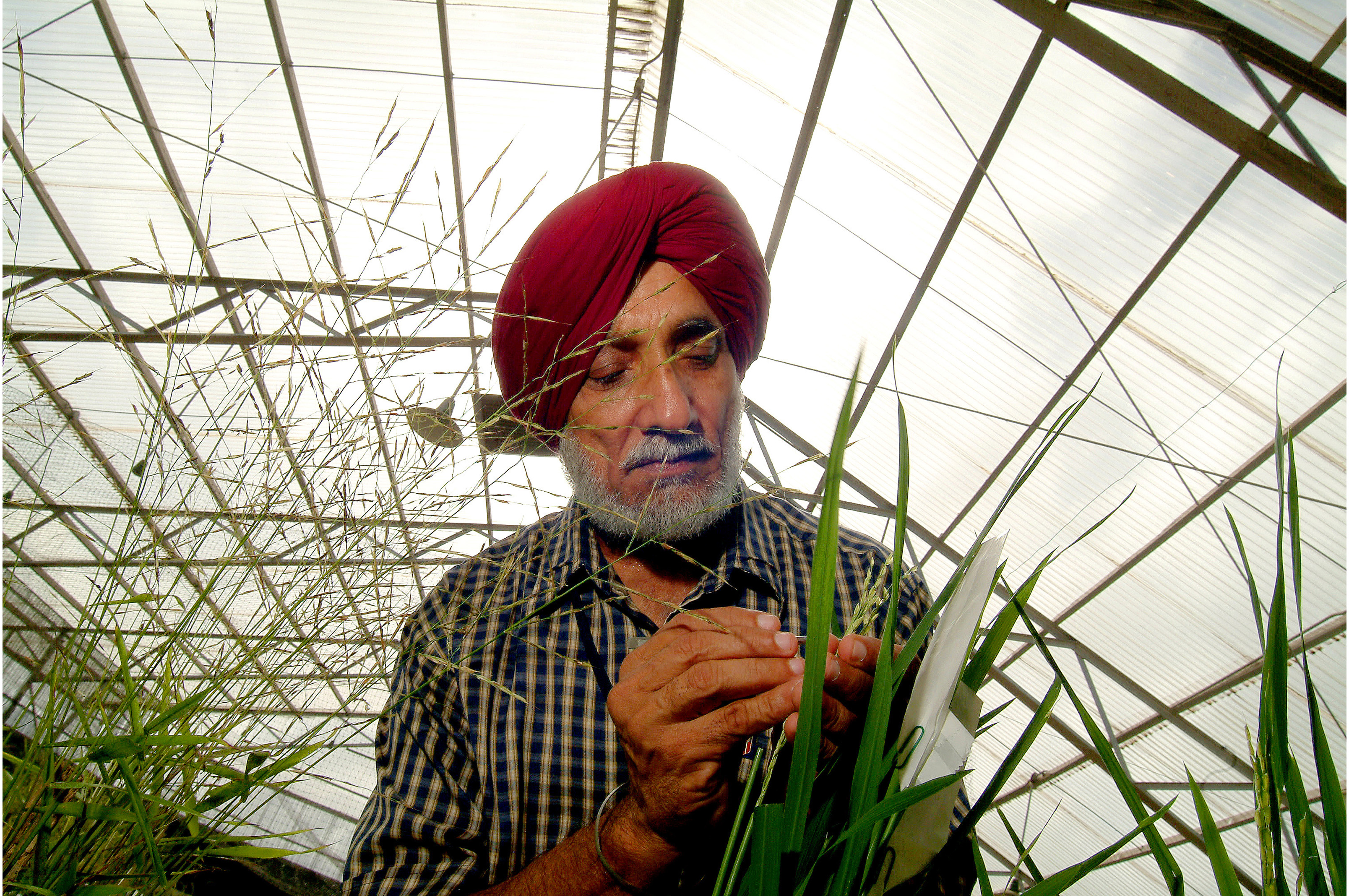 Part of the image collection of the International Rice Research Institute (irri.org) Part of the image collection of the International Rice Research Institute (irri.org)