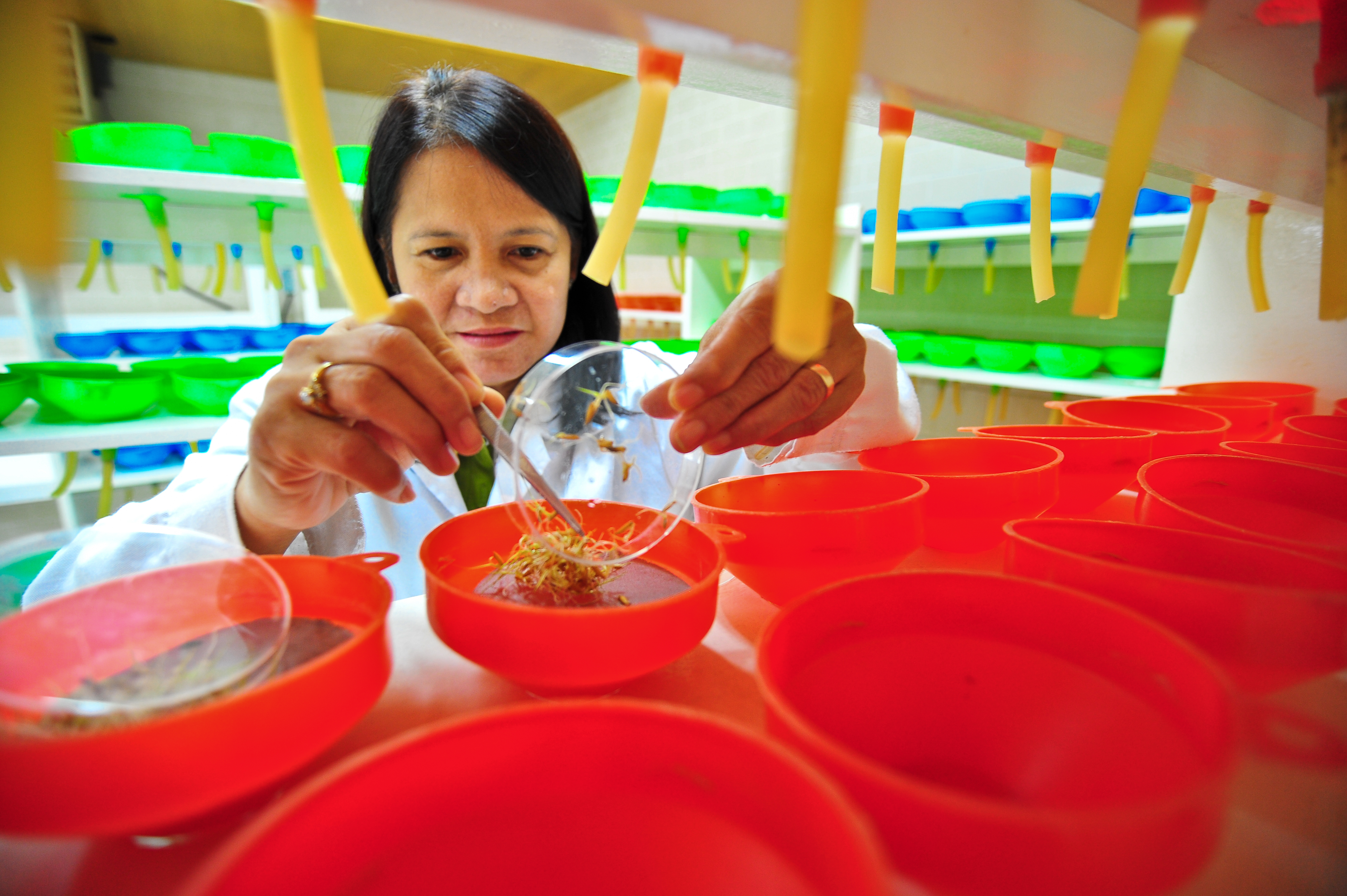 OryzaNet Webinar Series