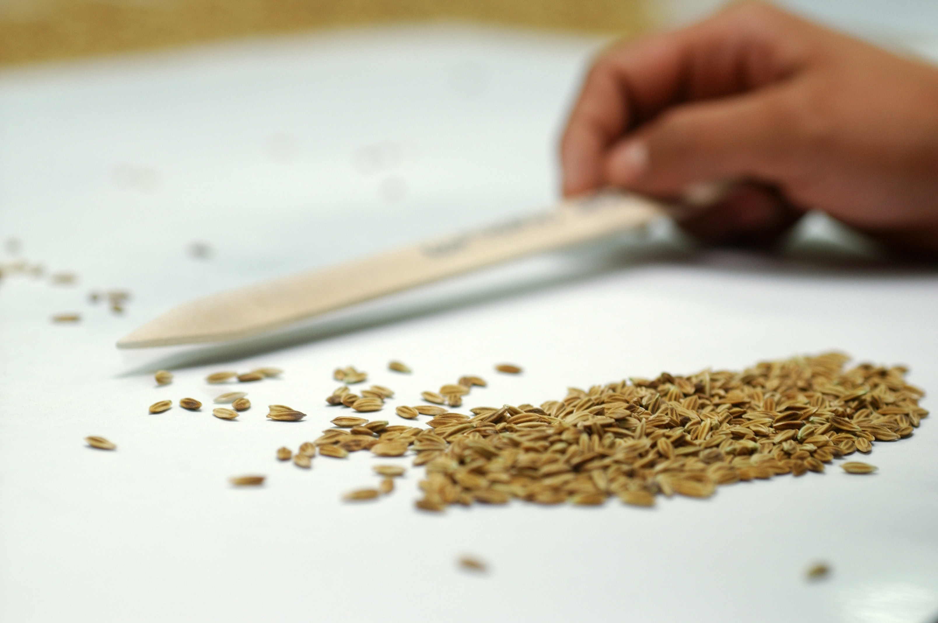 Part of the image collection of the International Rice Research Institute (irri.org)