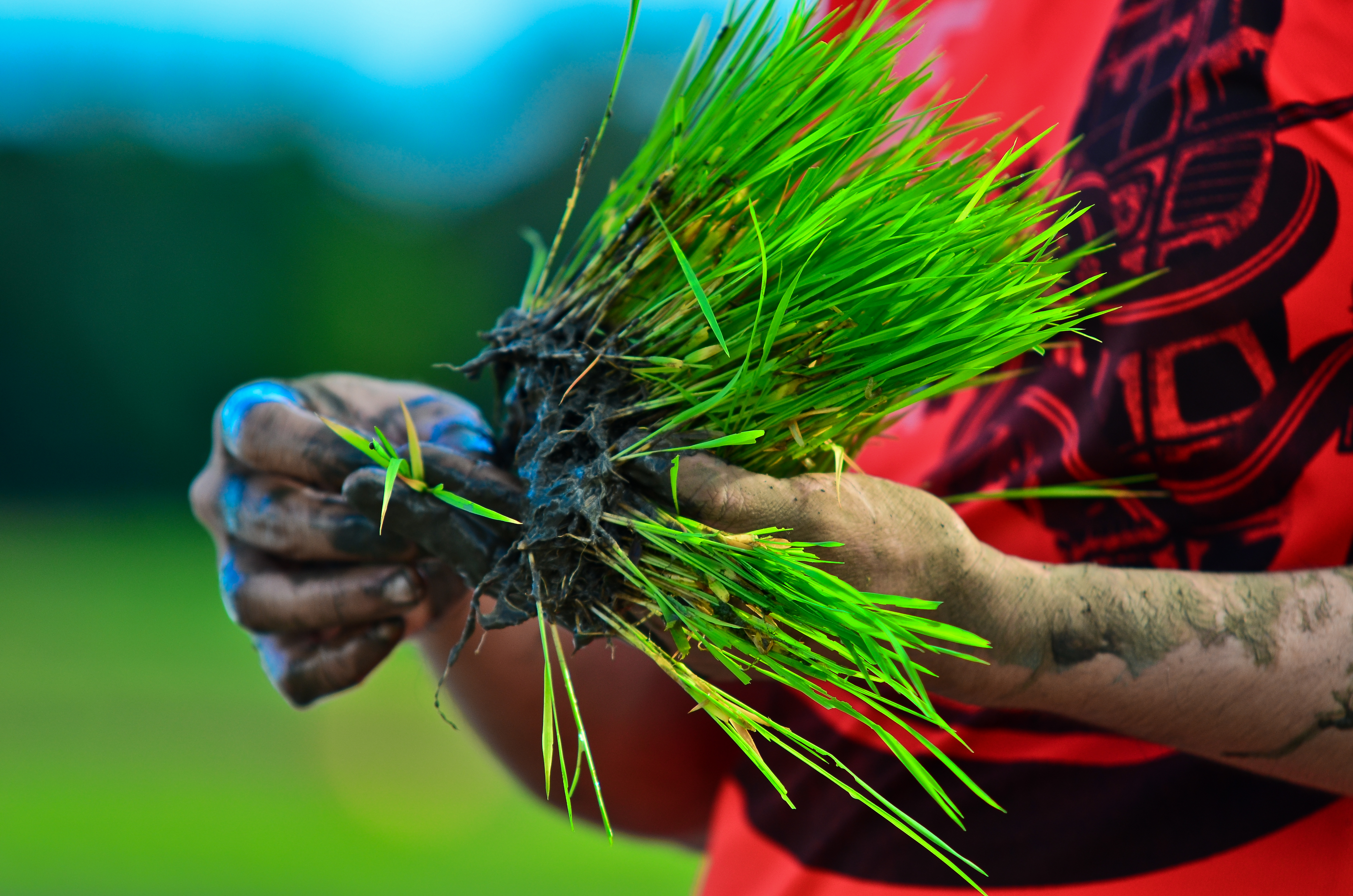 Part of the image collection of the International Rice Research Institute (irri.org) Part of the image collection of the International Rice Research Institute (irri.org)