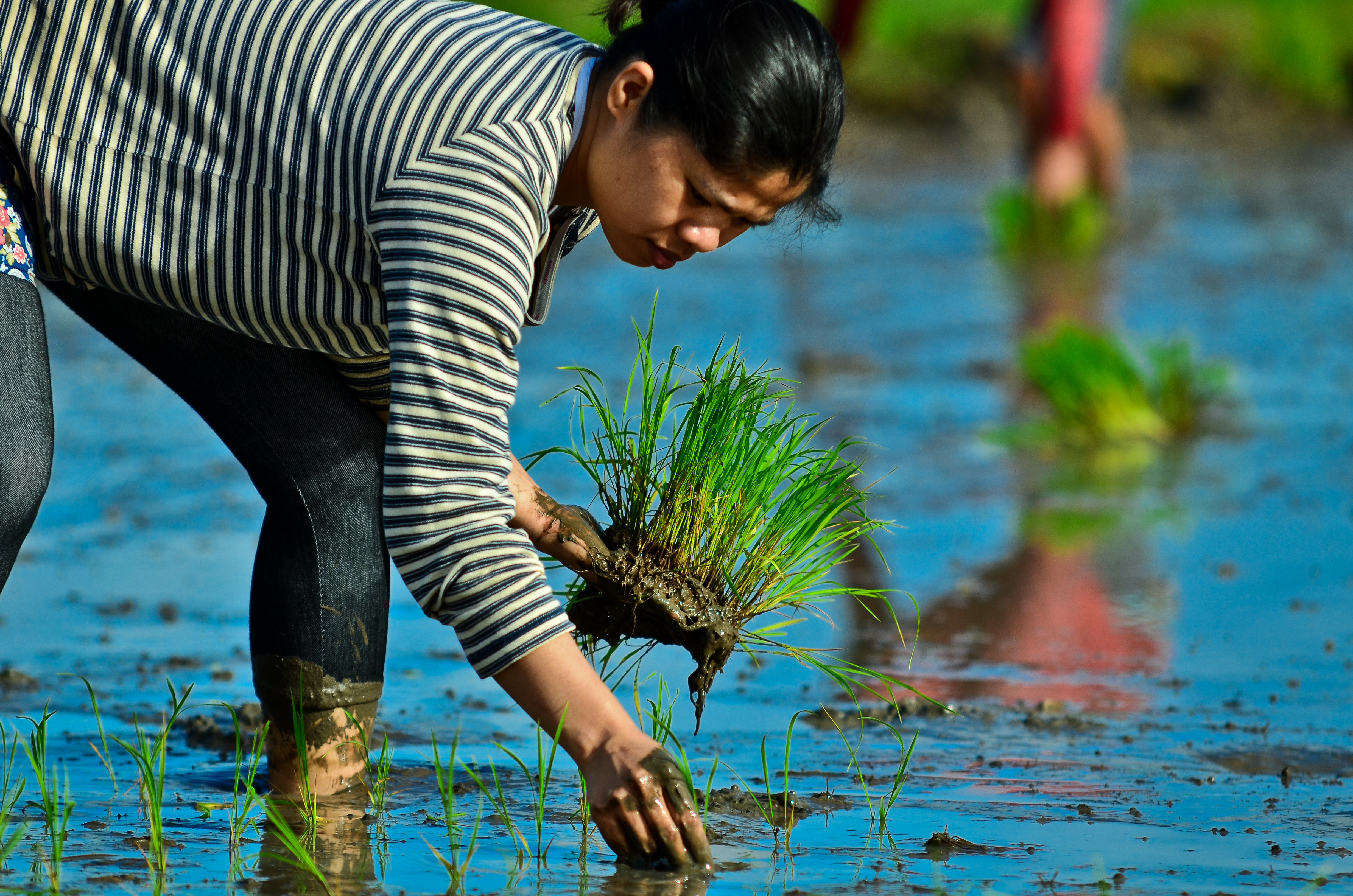 Part of the image collection of the International Rice Research Institute (irri.org) Part of the image collection of the International Rice Research Institute (irri.org)