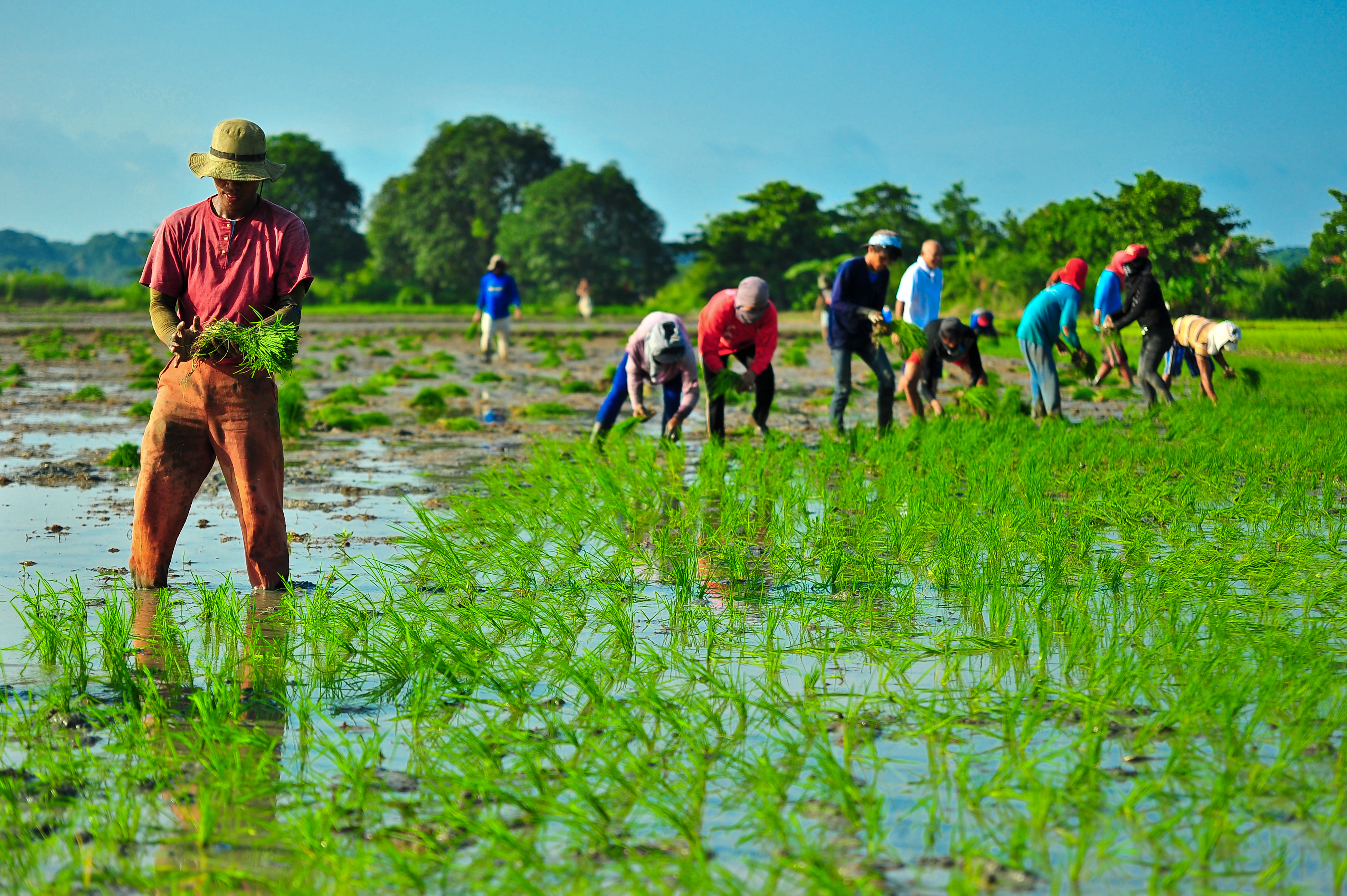 Can Better Photosynthesis Deliver Better Rice? Farmers Share Their Verdict