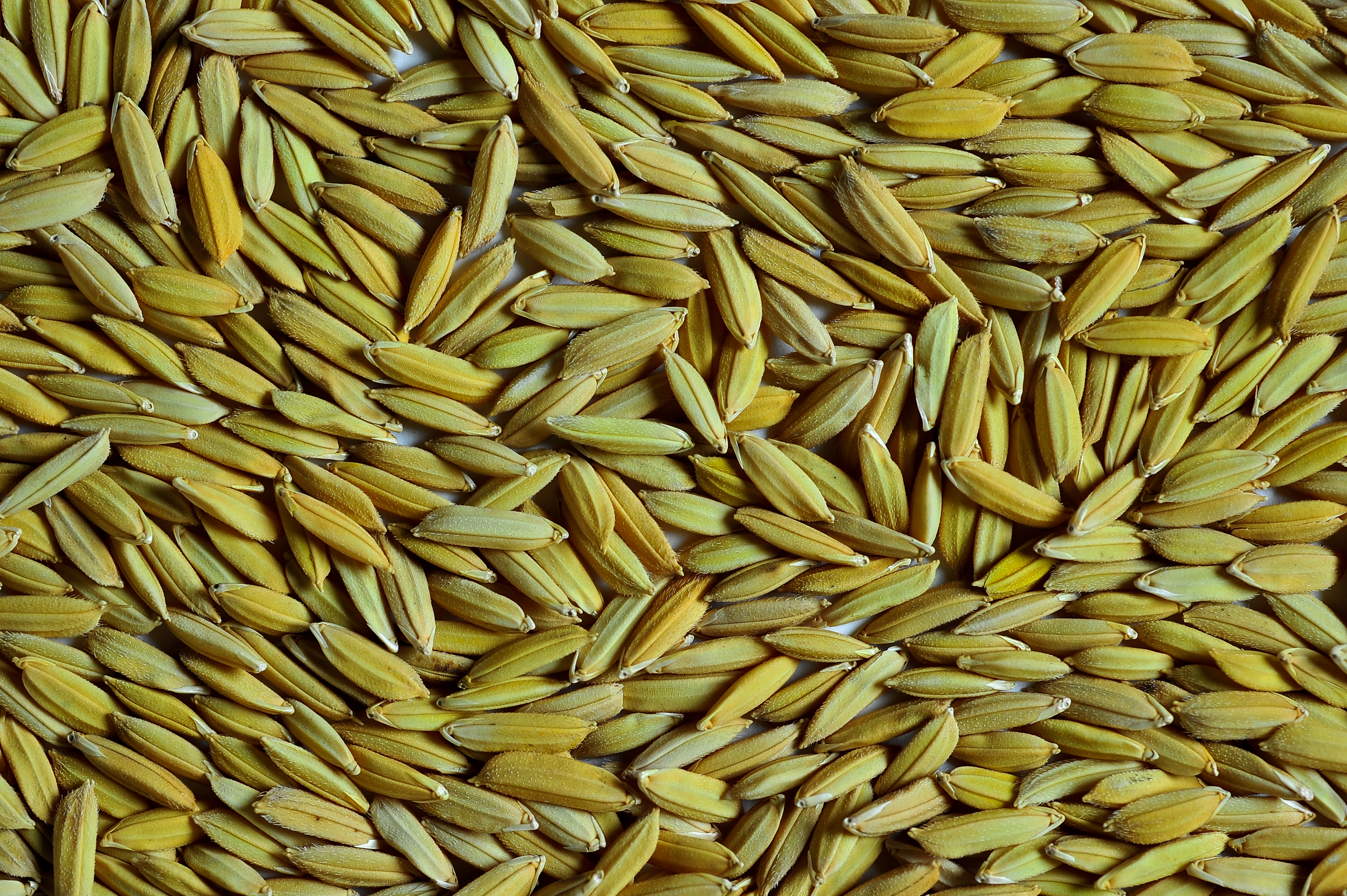 Rice Gene Discovery Could Cut Fertiliser Use While Protecting Yields