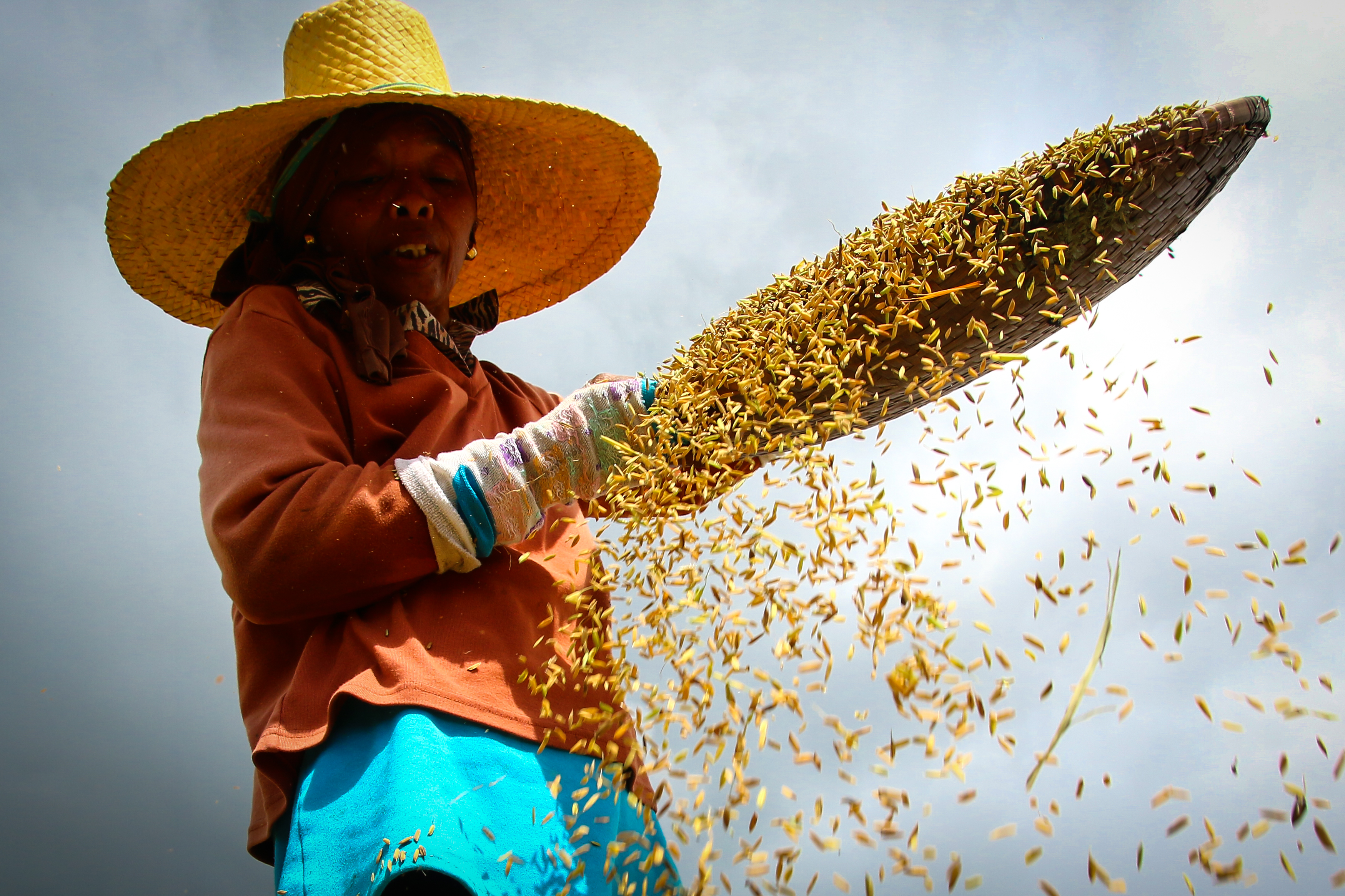 Part of the image collection of the International Rice Research Institute (irri.org)