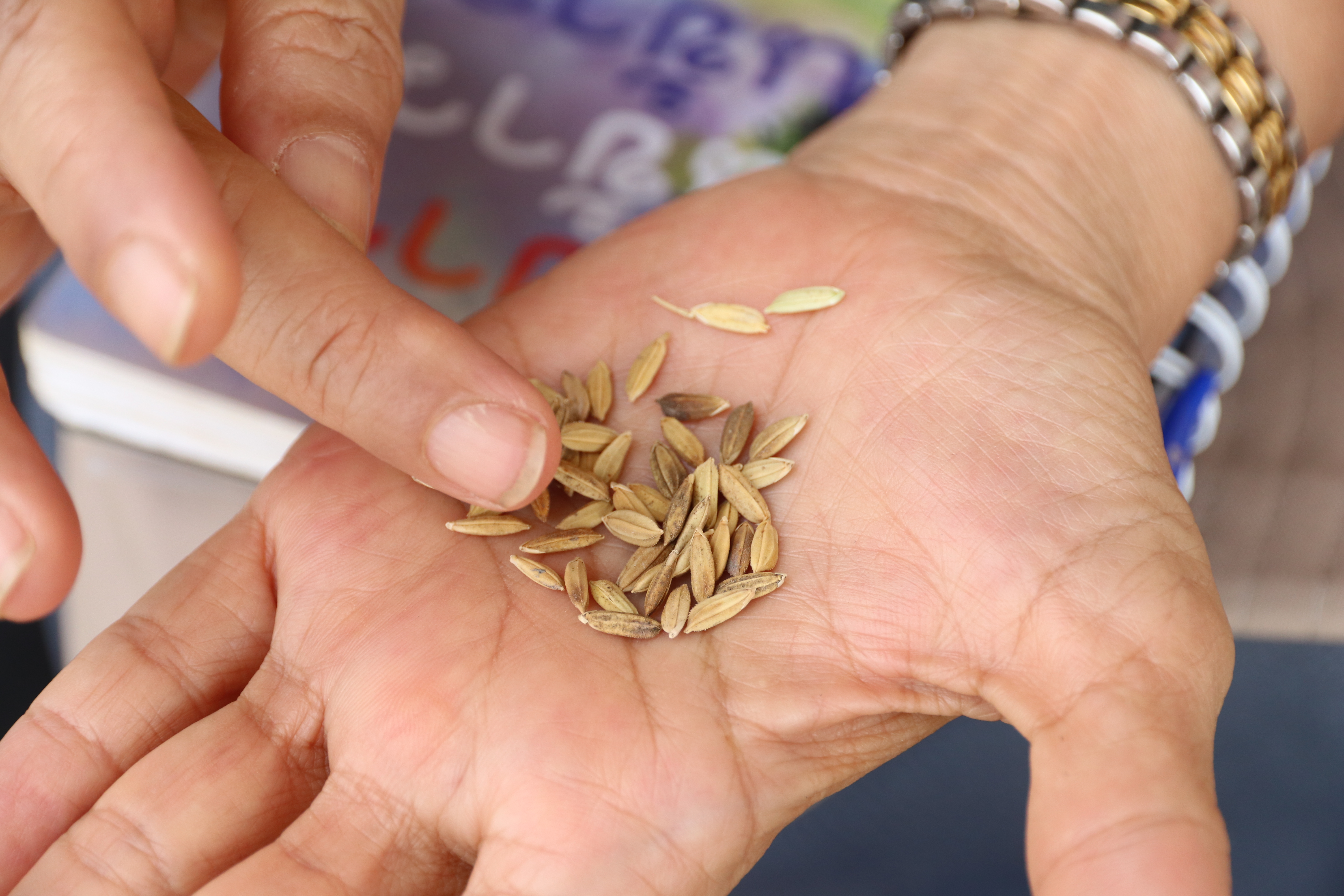 International Symposium on Rice Functional Genomics 2026 (ISRFG26)