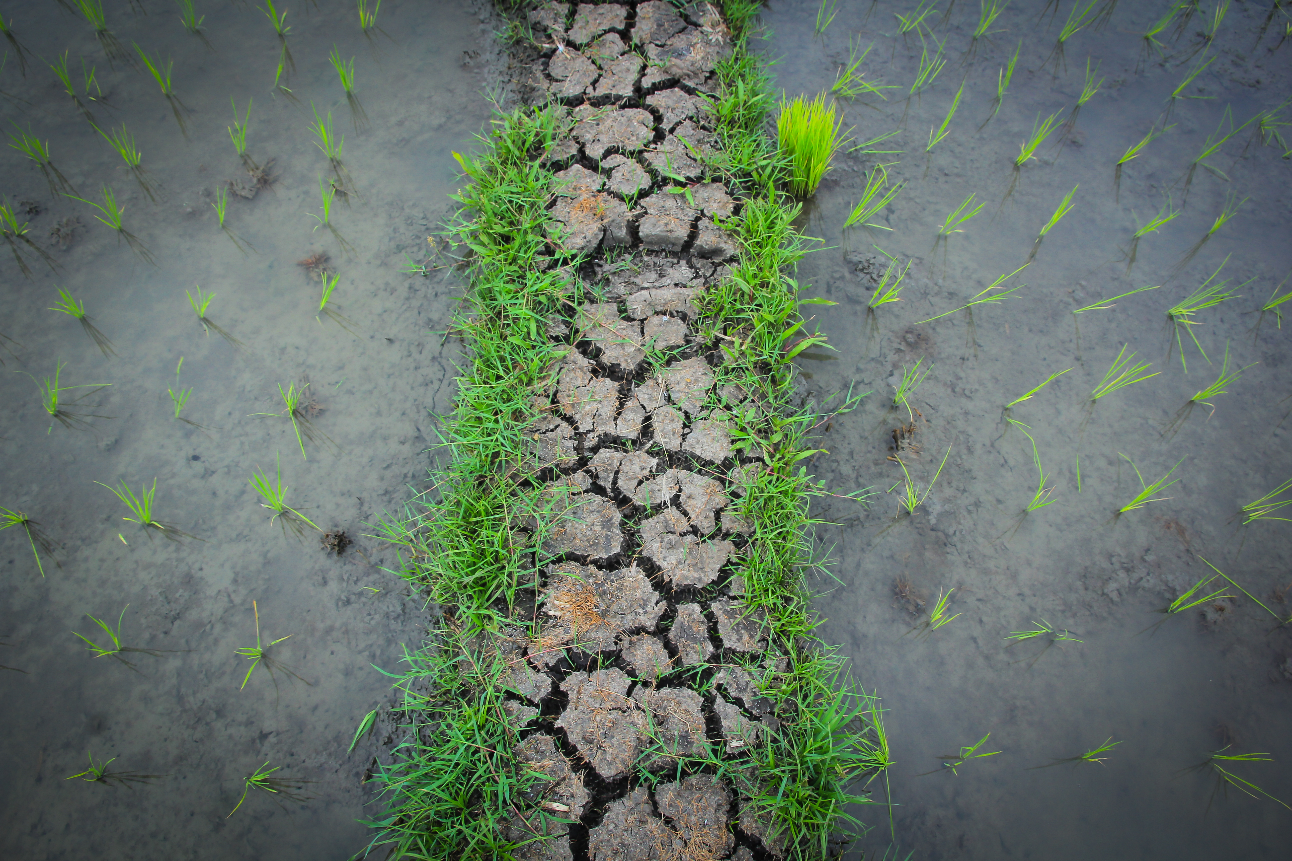 Part of the image collection of the International Rice Research Institute (irri.org)