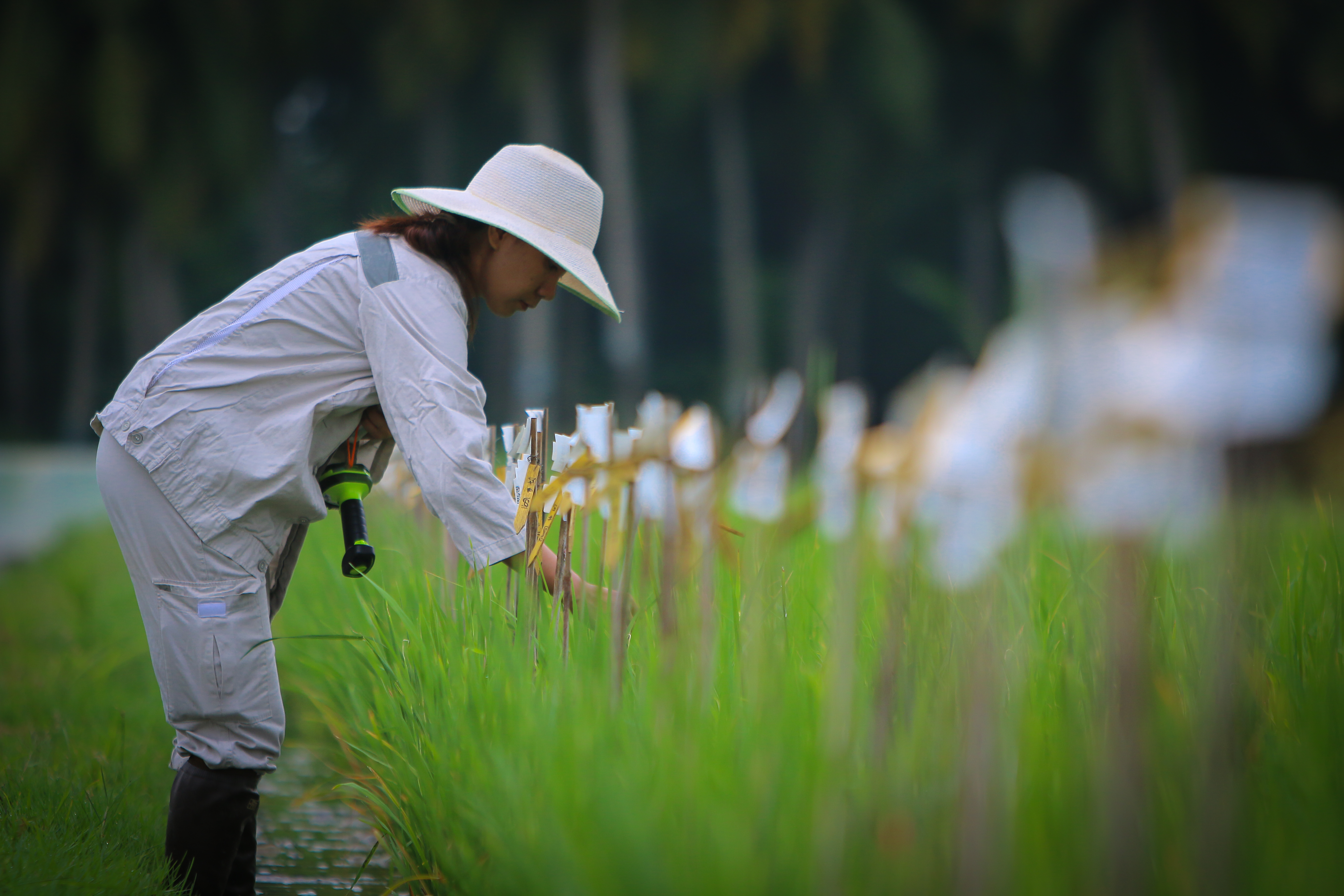 Part of the image collection of the International Rice Research Institute (irri.org)