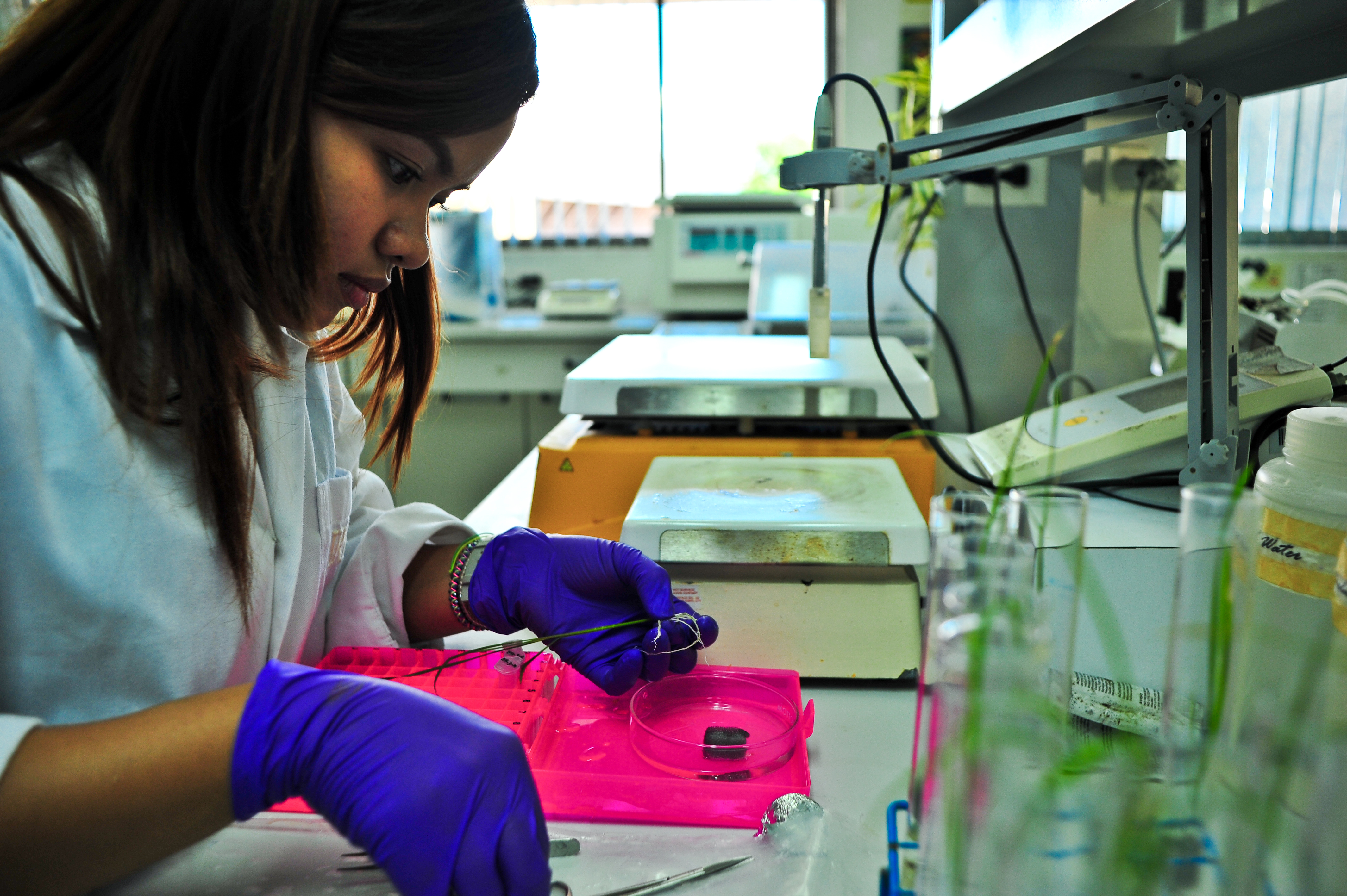 Part of the image collection of the International Rice Research Institute (irri.org) Part of the image collection of the International Rice Research Institute (irri.org)