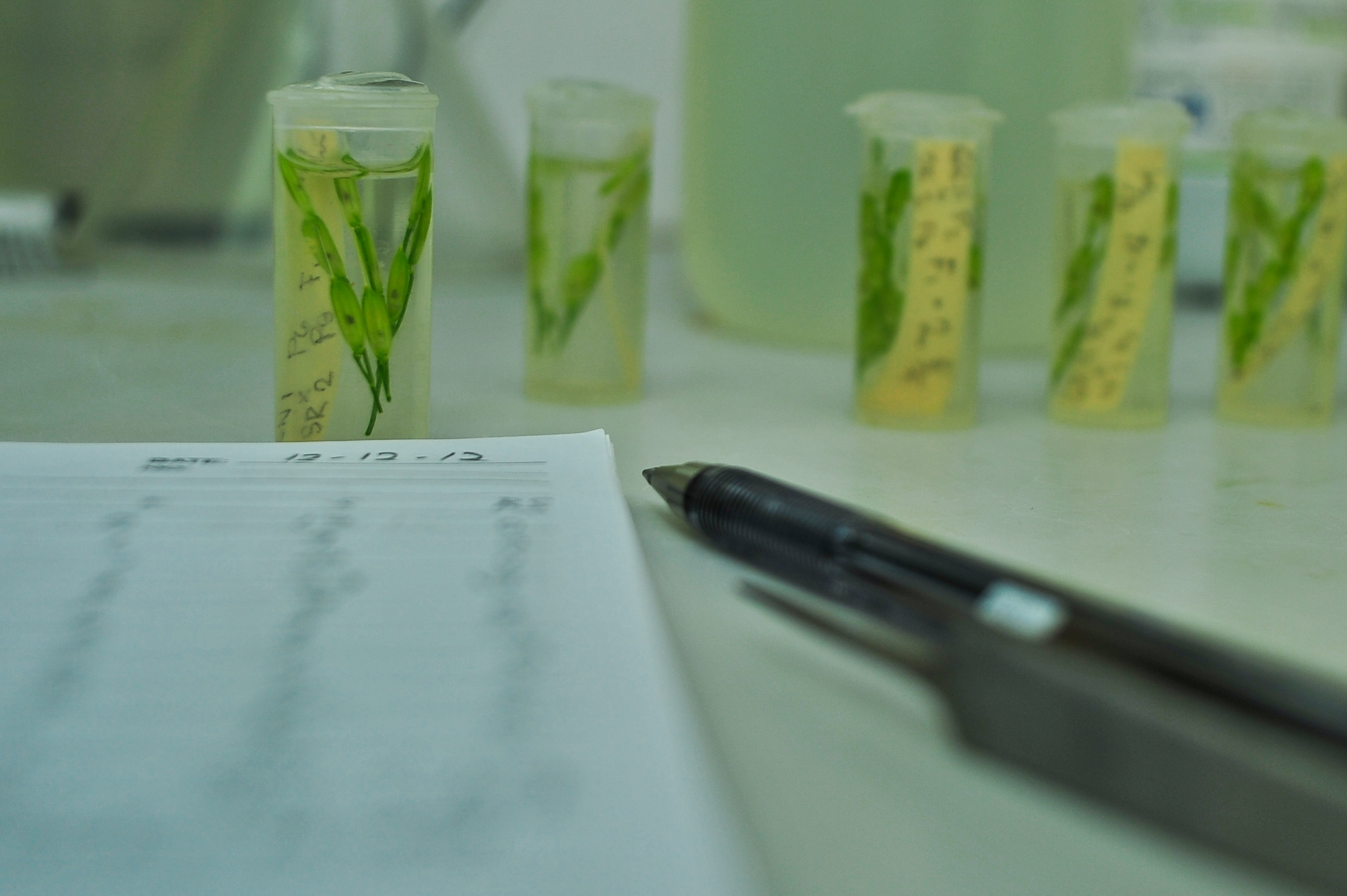 Part of the image collection of the International Rice Research Institute (irri.org)