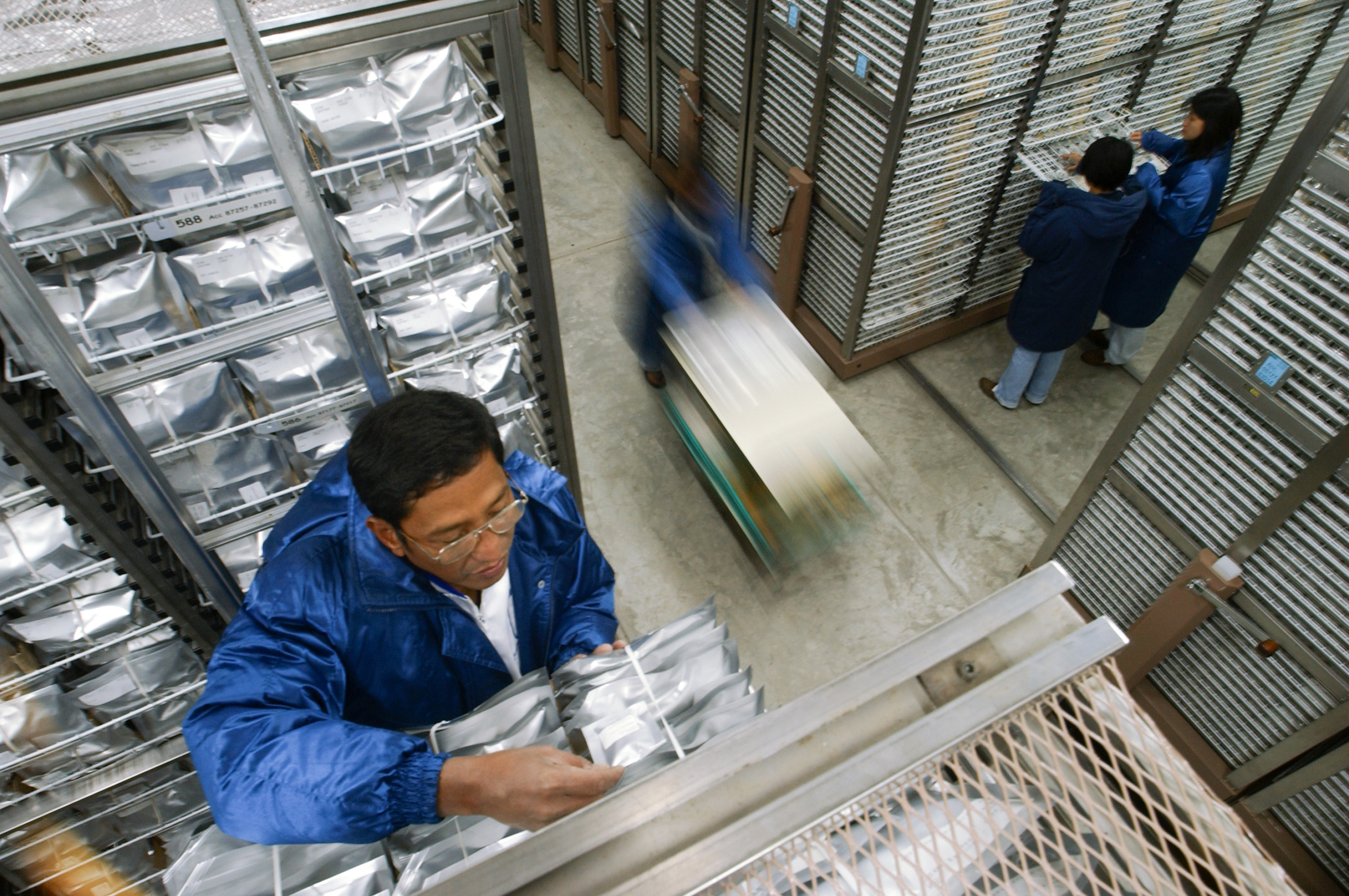 Part of the image collection of the International Rice Research Institute (irri.org) Part of the image collection of the International Rice Research Institute (irri.org)