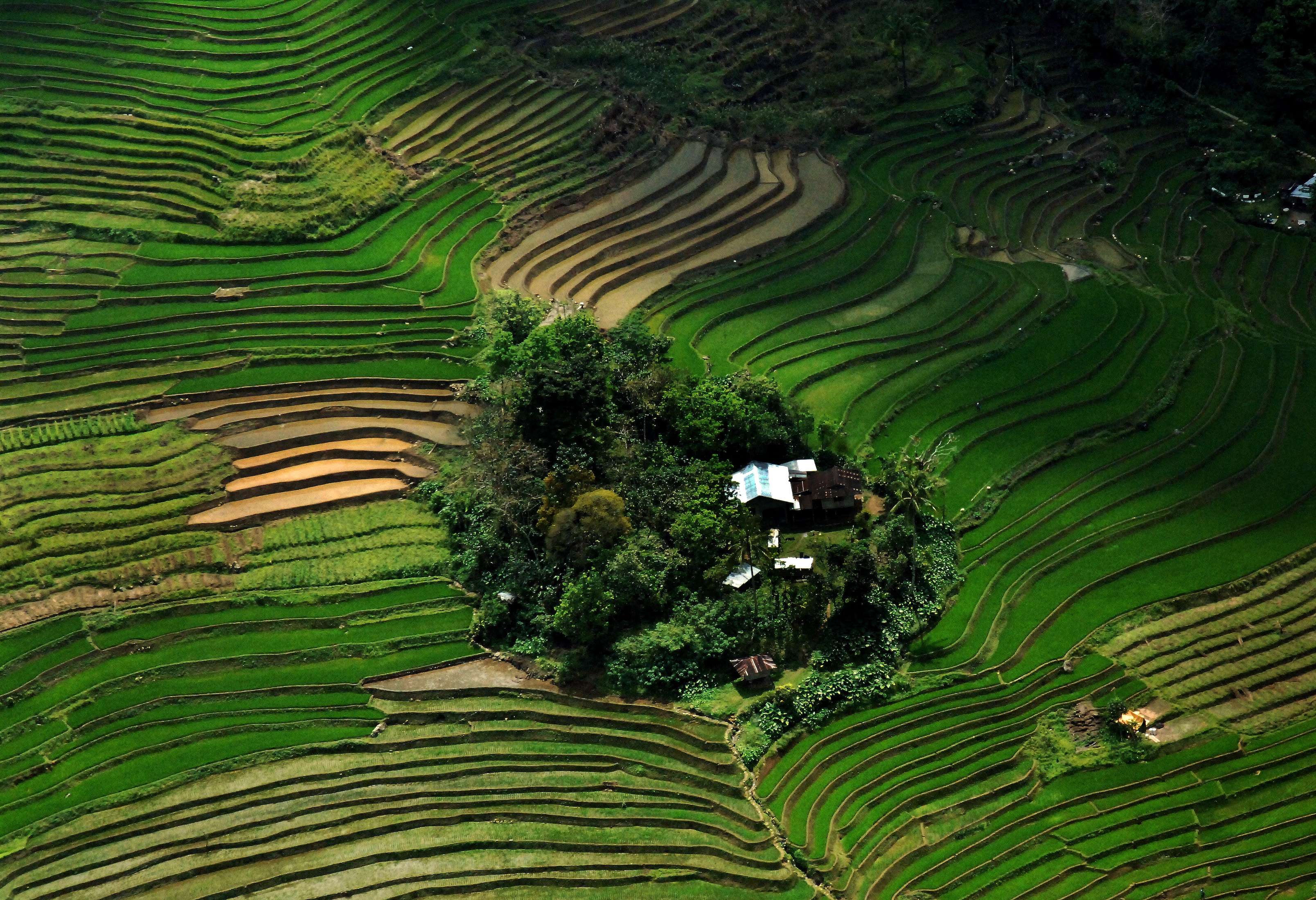 Part of the image collection of the International Rice Research Institute (irri.org)